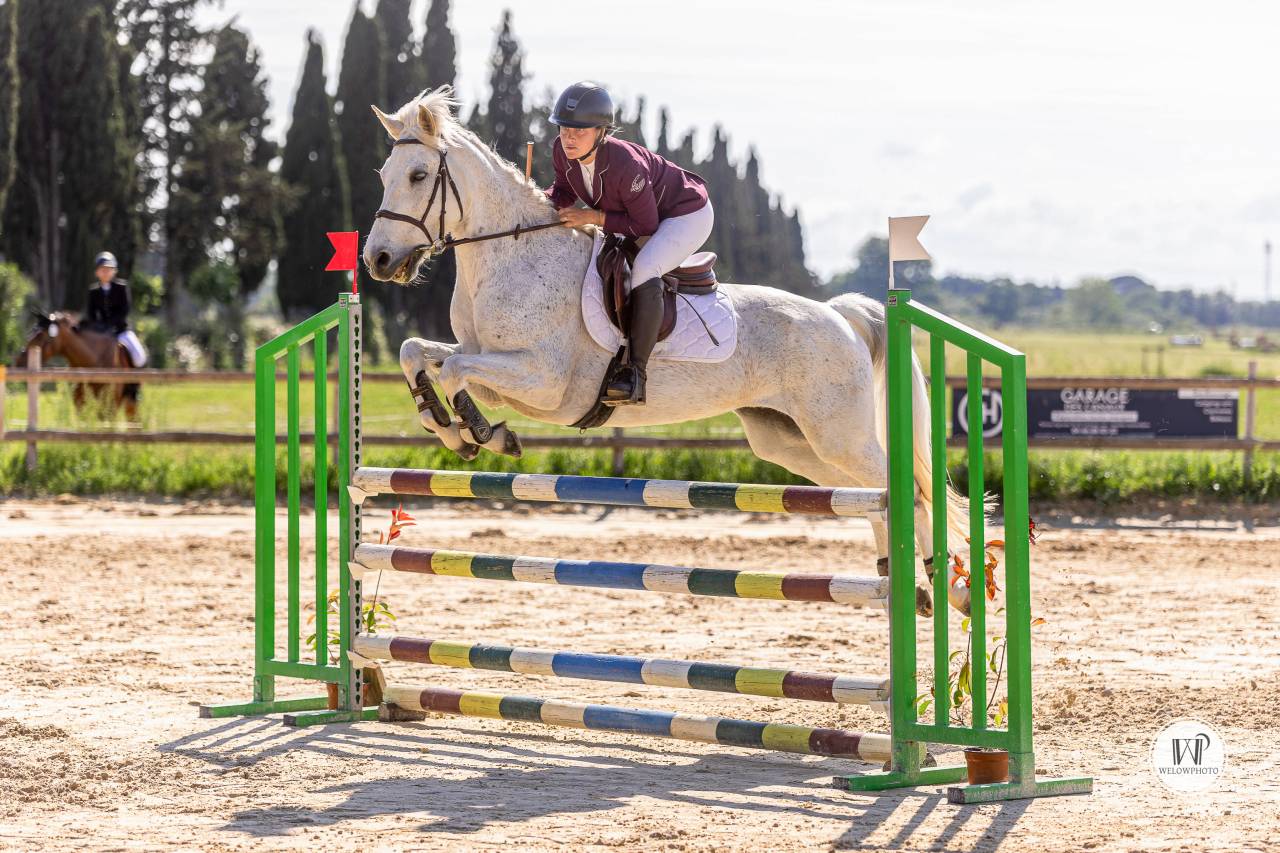 HONGRE CONNEMARA. Poney de sport.