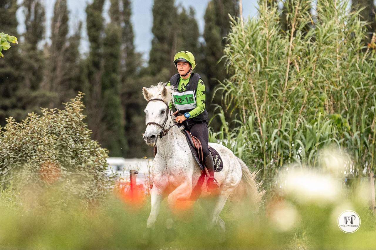 HONGRE CONNEMARA. Poney de sport.