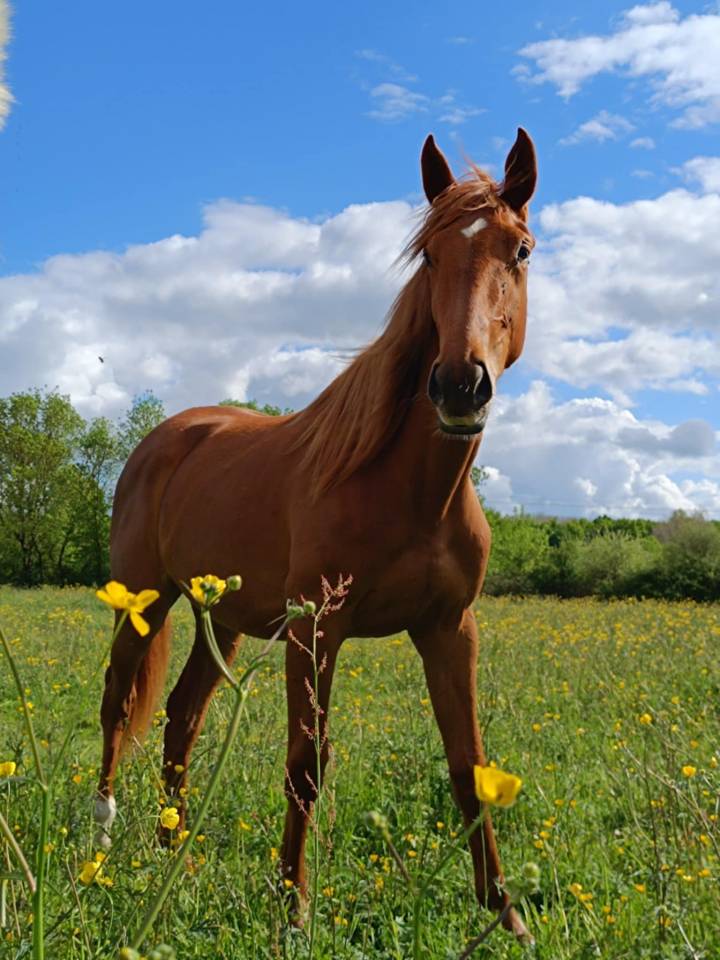 Femelle 2 ans selle francais 