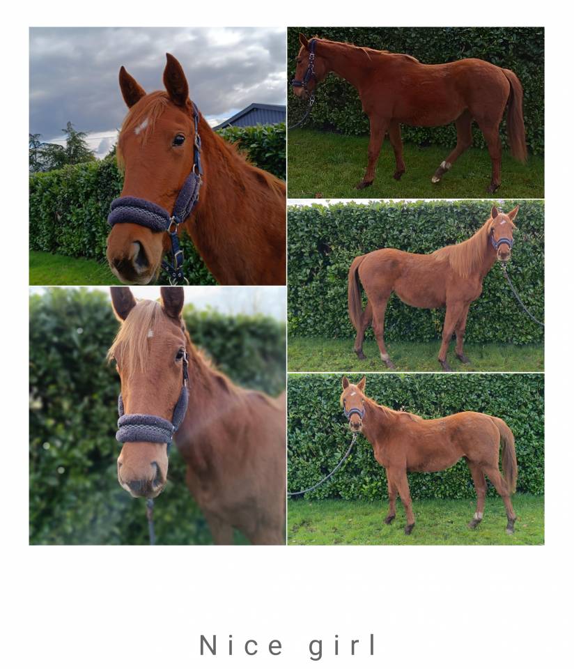 Femelle 2 ans selle francais 