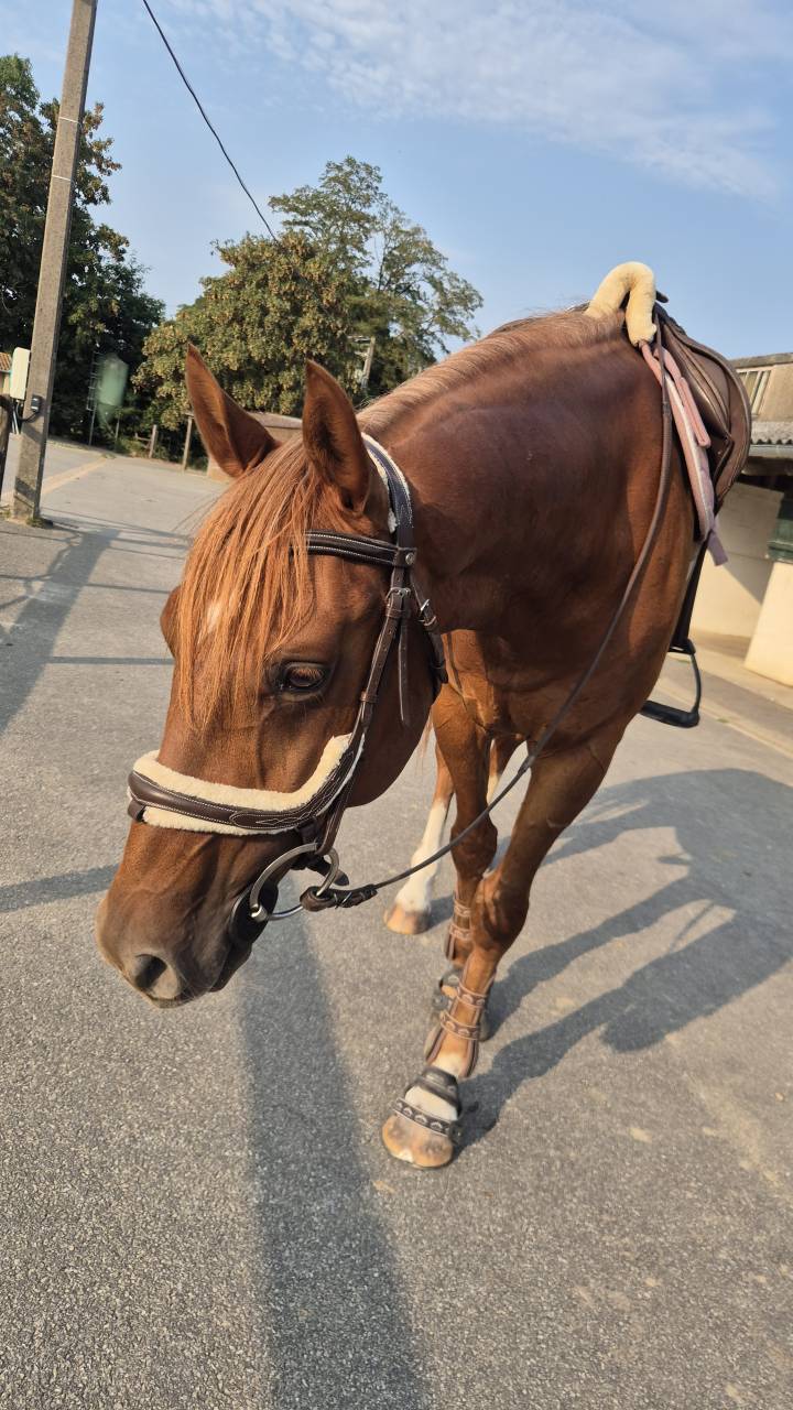 Cheval Arabe