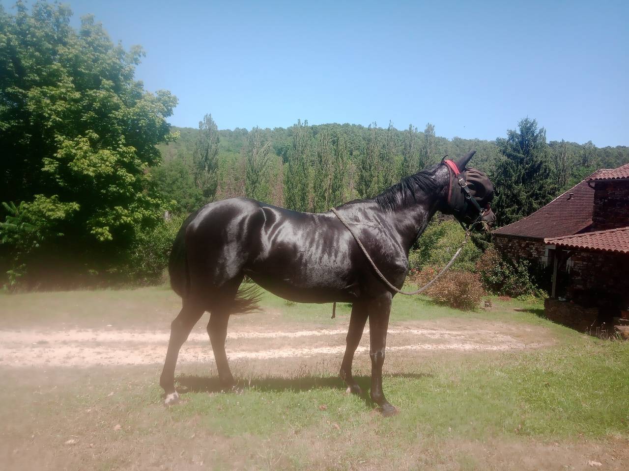 Jument zangersheide 3 ans