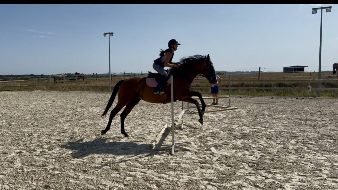 Superbe jument PS de 5 ans