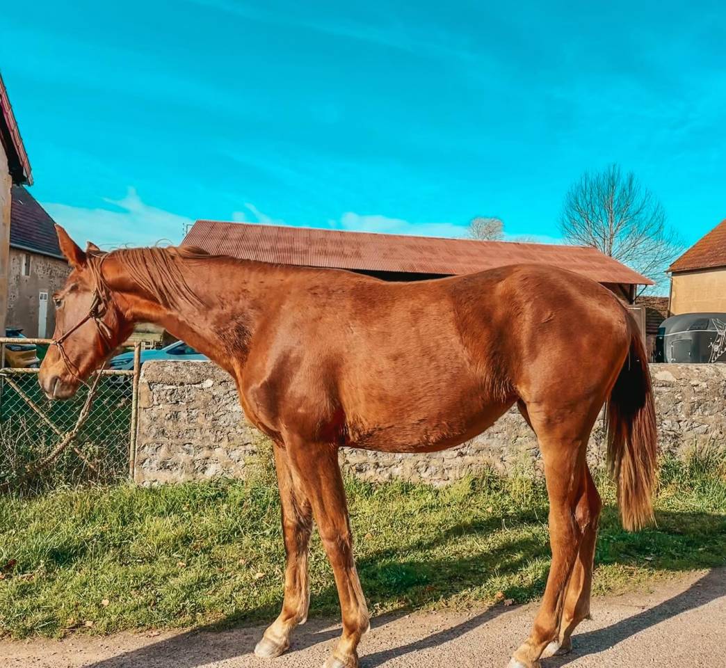 Pouliche dressage de 2024