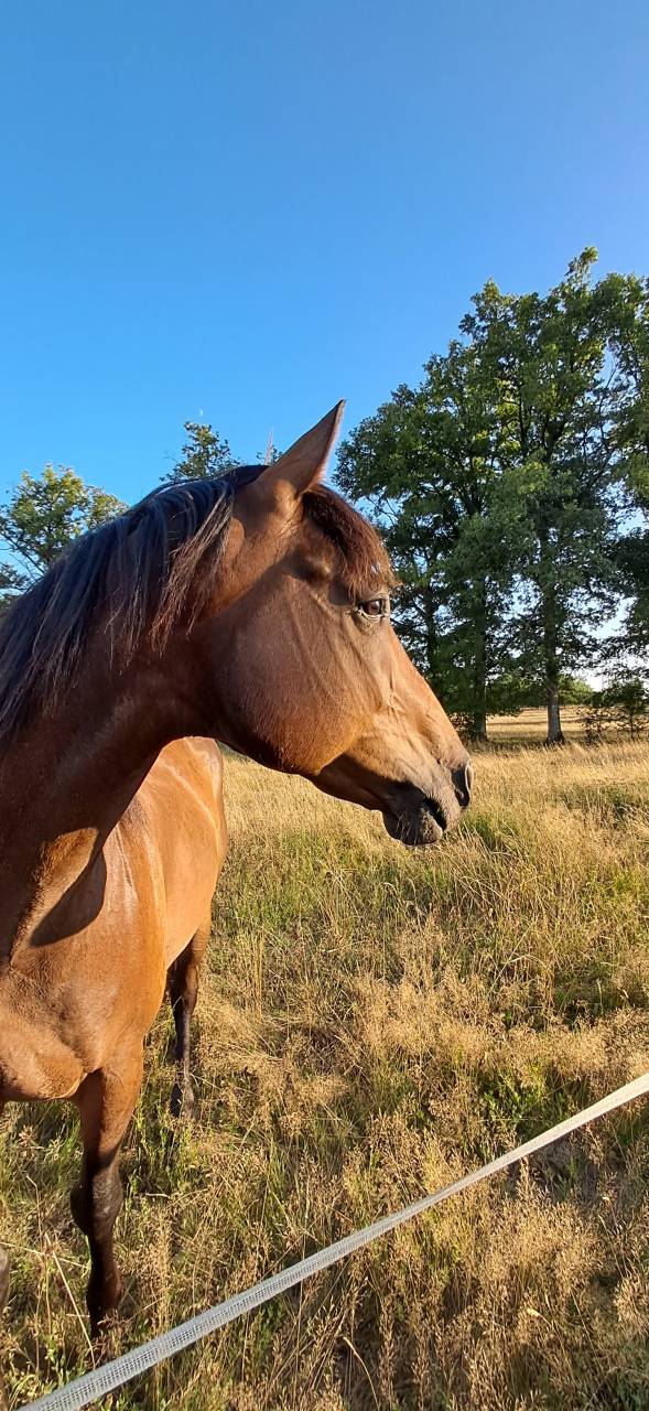 jeune cheval 