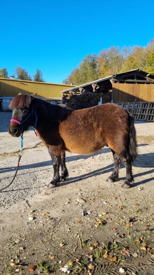 vends super shetland pp 1M06cm de 6 ans 