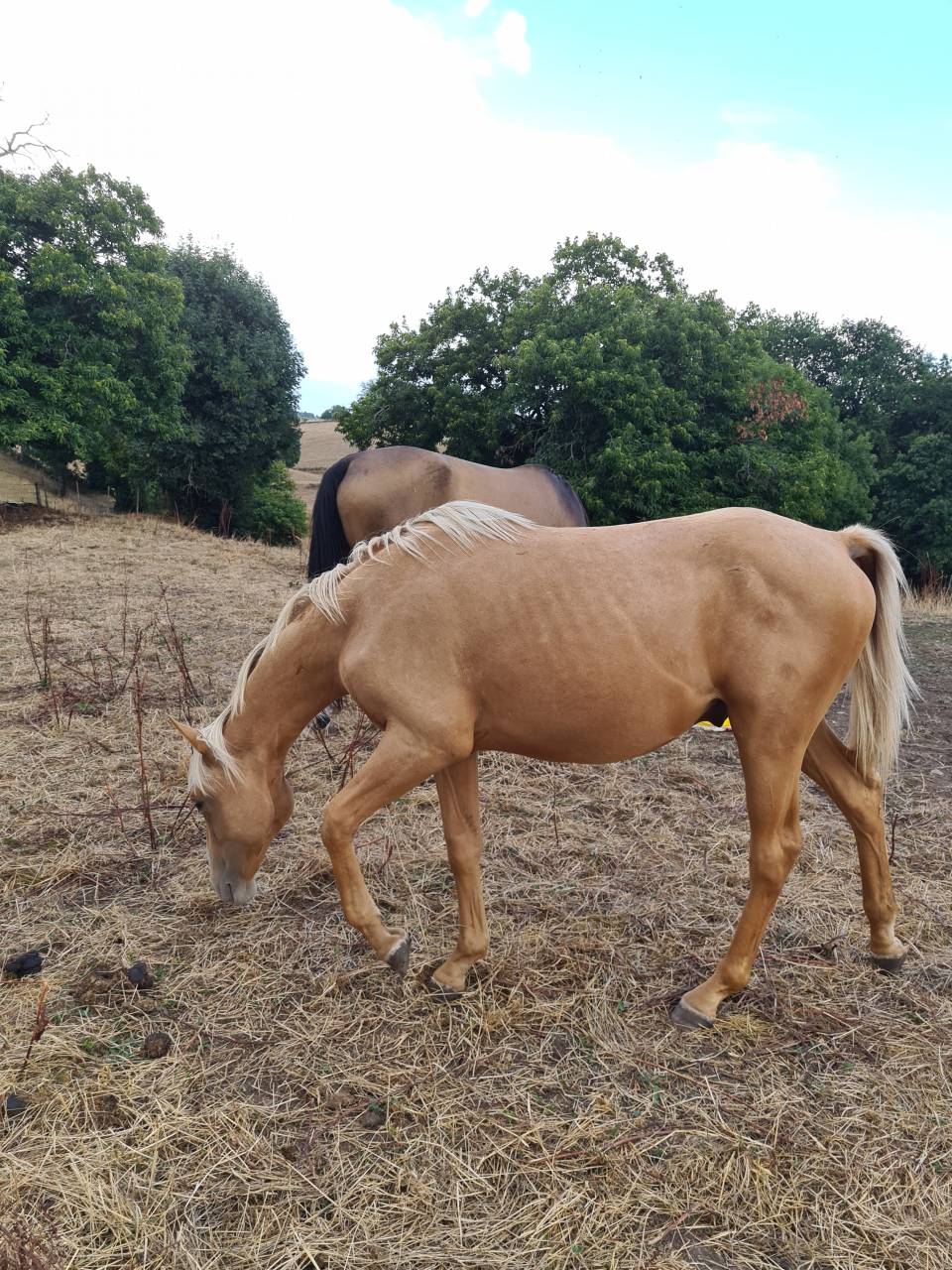 Poulain AES palomino 