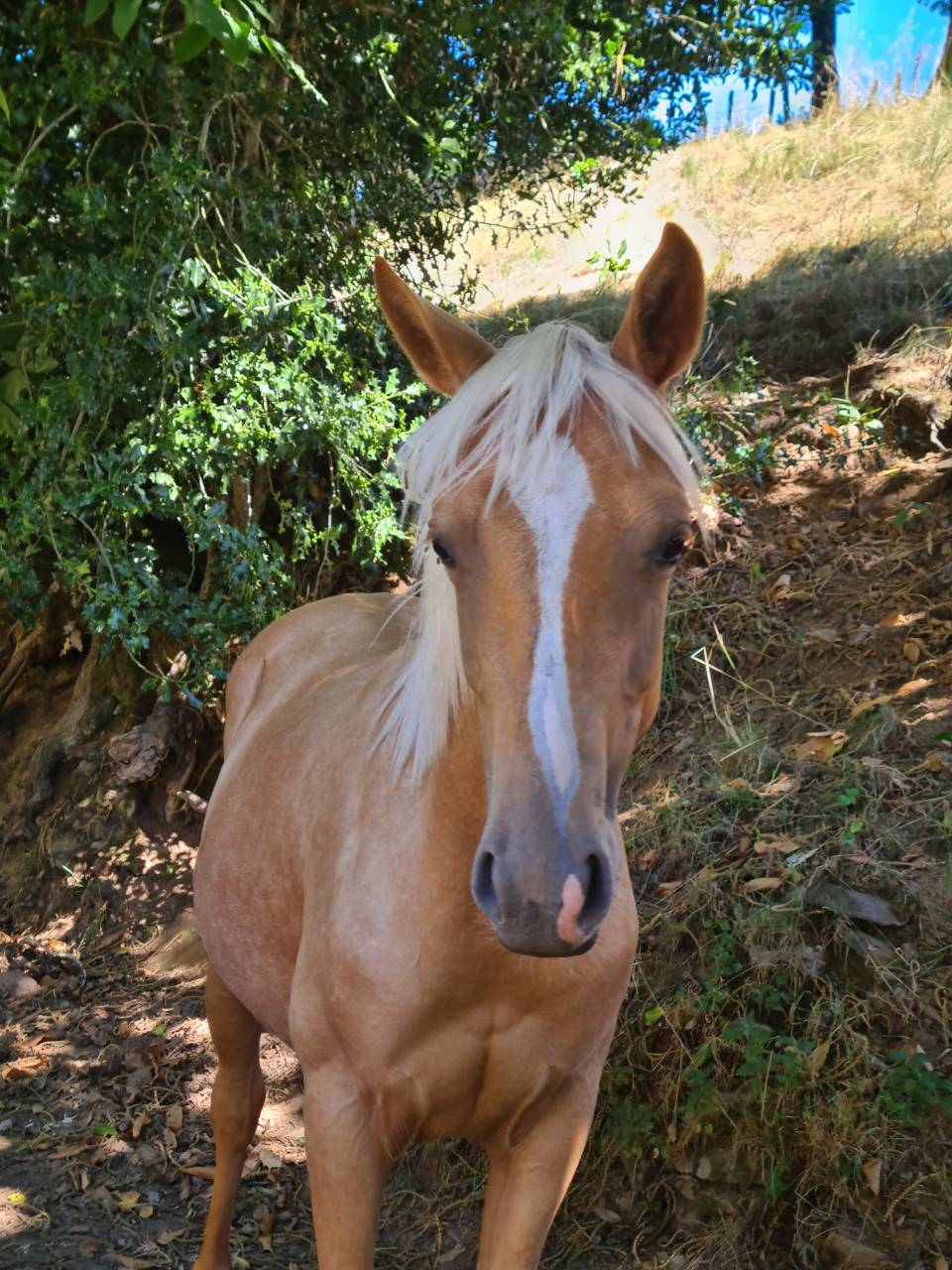 Poulain AES palomino 