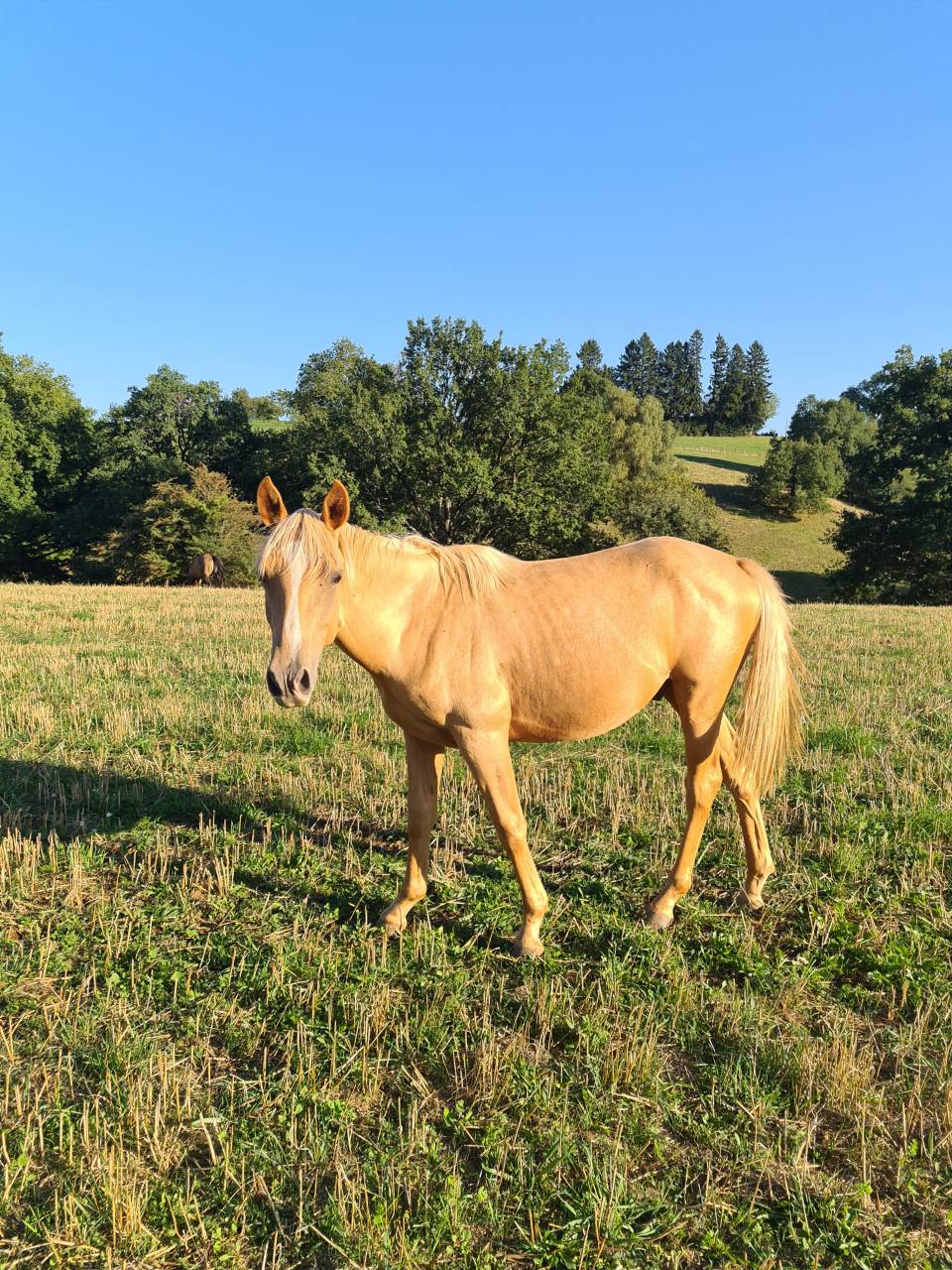 Poulain AES palomino 