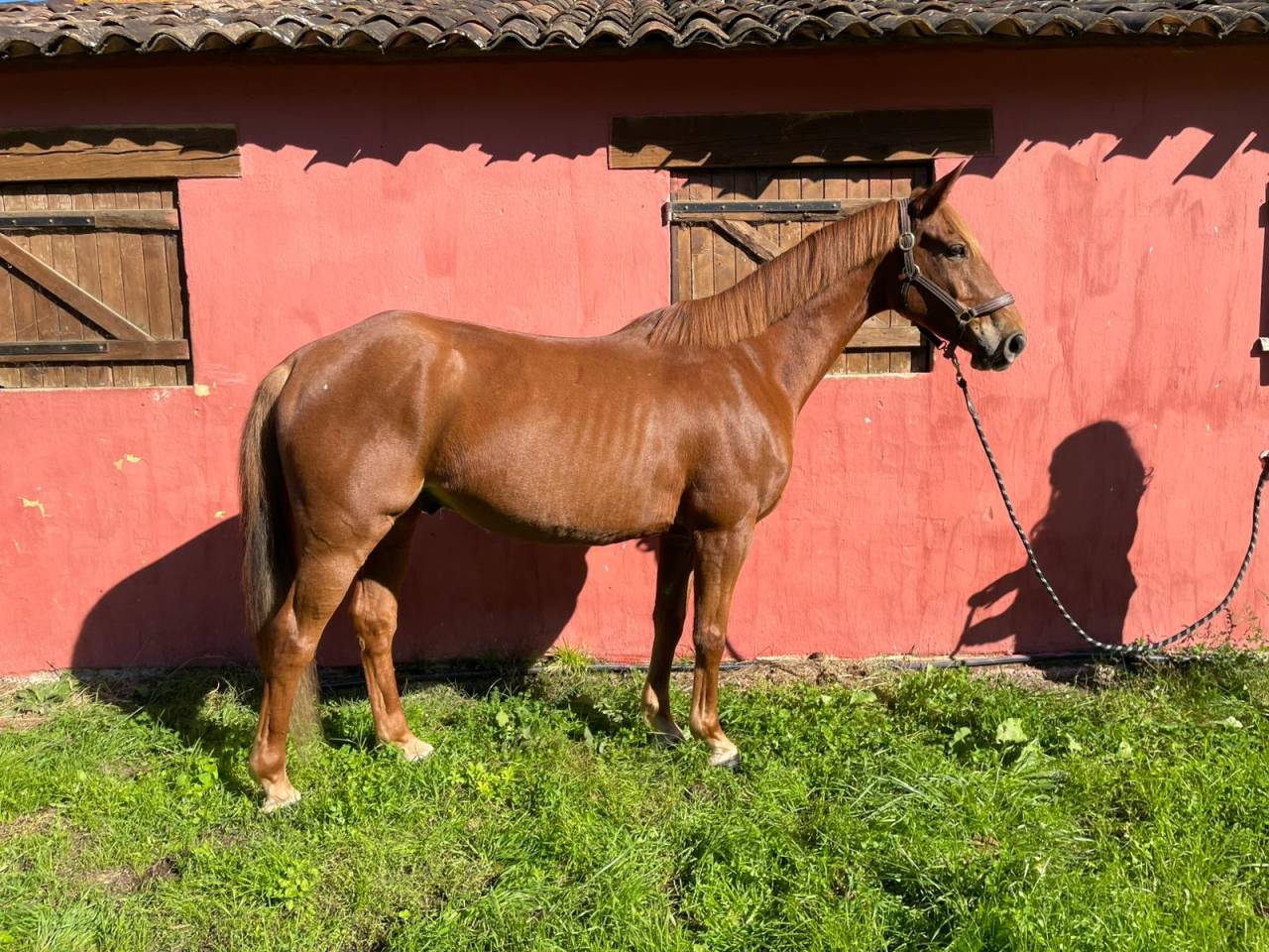 cheval de sport pour amateur 