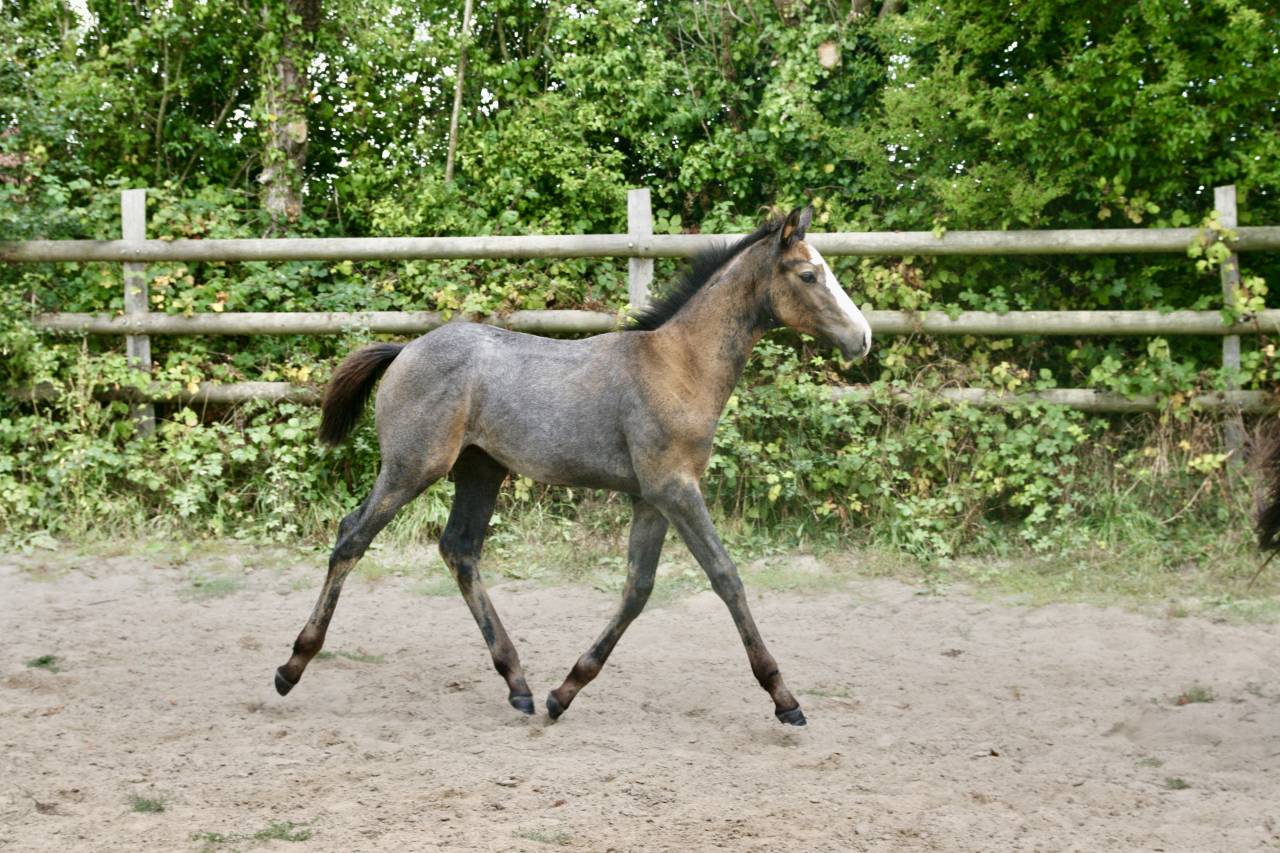 Pouliche Irish Sport Horse (ISH) originel
