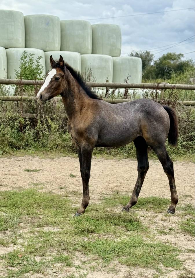 Pouliche Irish Sport Horse (ISH) originel
