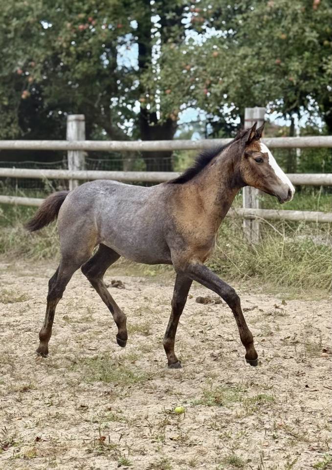 Pouliche Irish Sport Horse (ISH) originel
