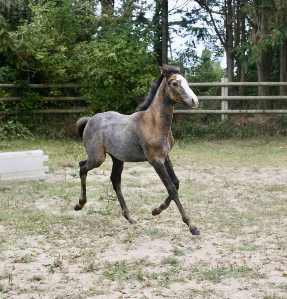 Pouliche Irish Sport Horse (ISH) originel