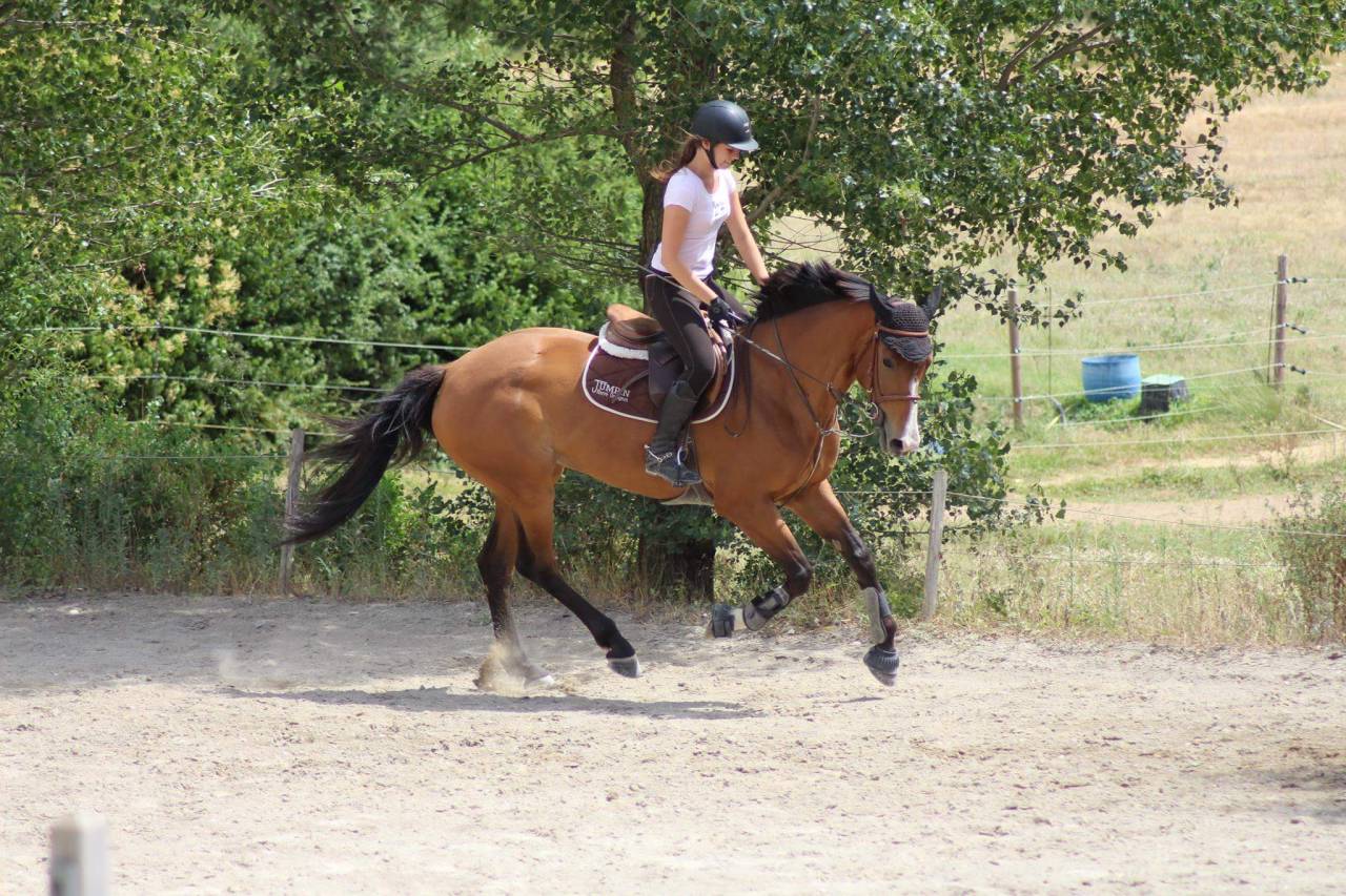 Jument selle français 