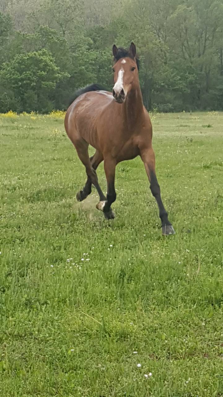 Jument selle français 