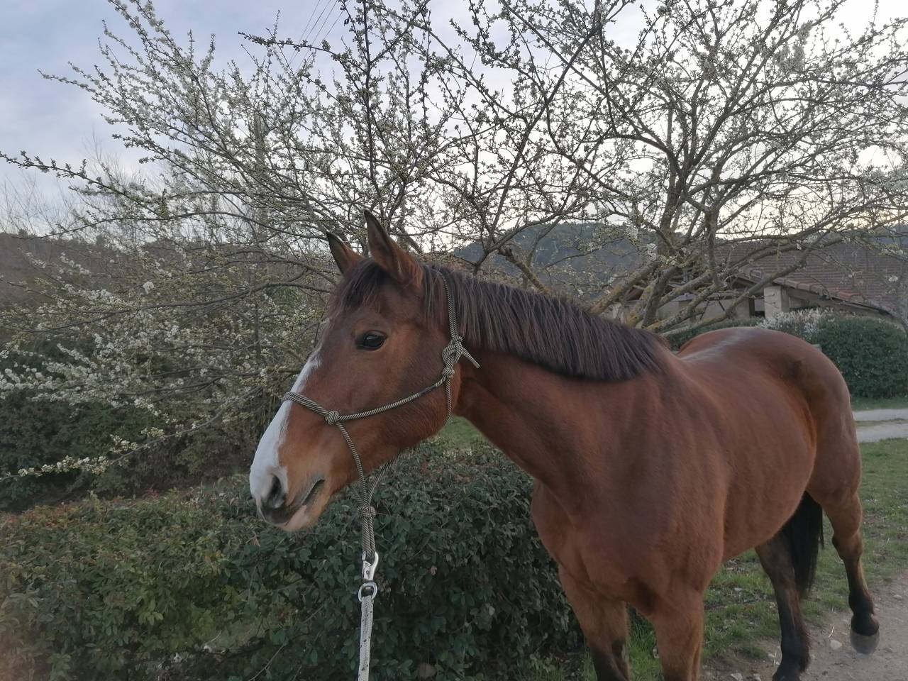 Jument selle français 
