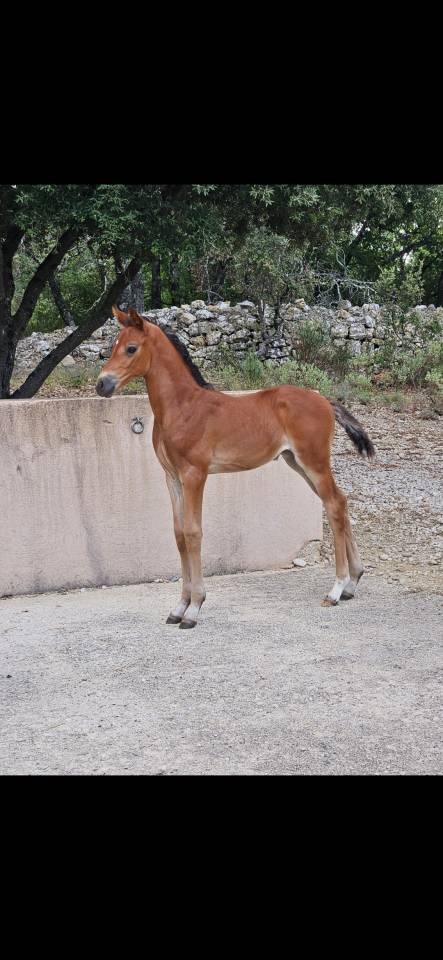 Pouliche demi-sang arabe 1 an