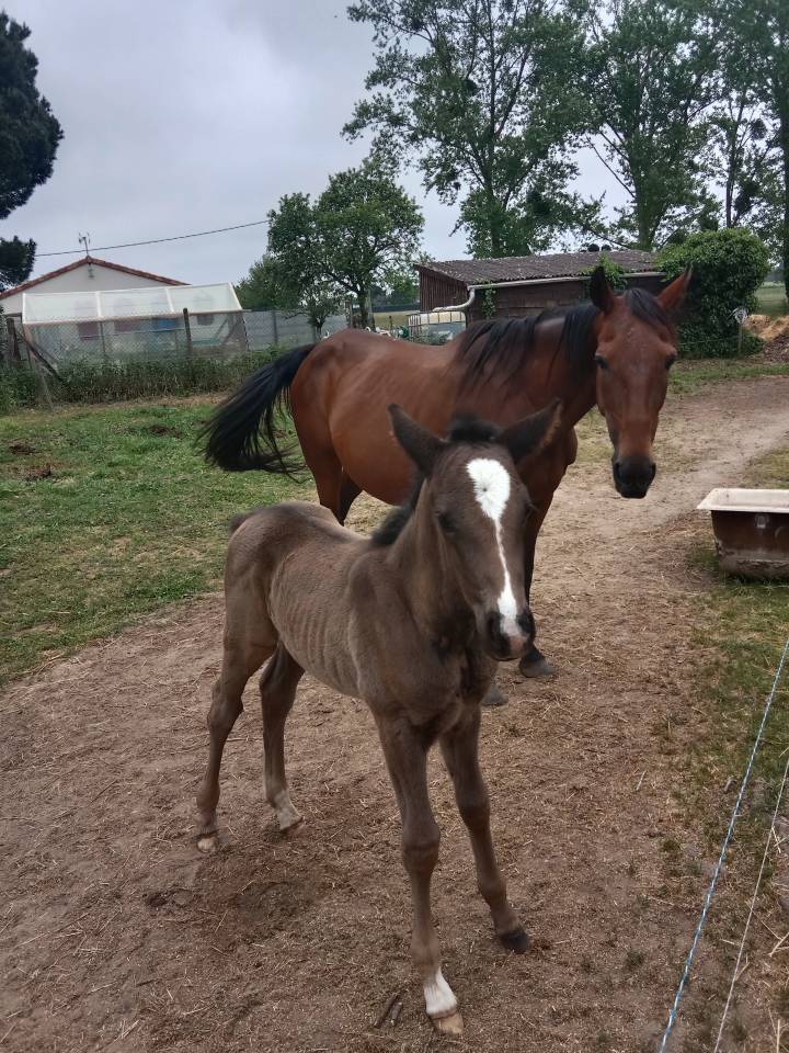 Poulinière suitée TF 