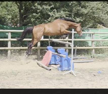 Formidable jeune cheval loisir/ sport 