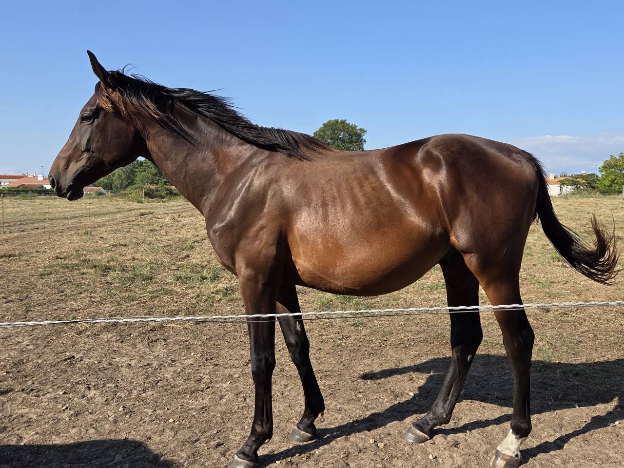 Beau mâle SFO 2 ans,  ideal projet amateur ambitieux 