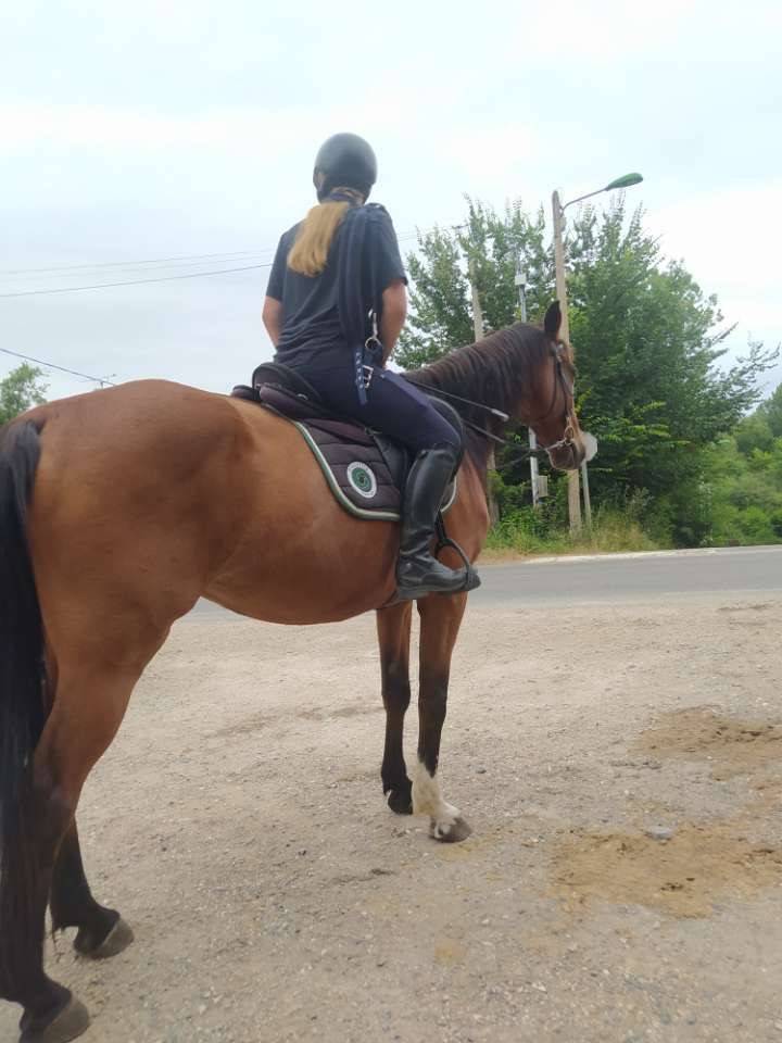 zangersheide 14 ans 