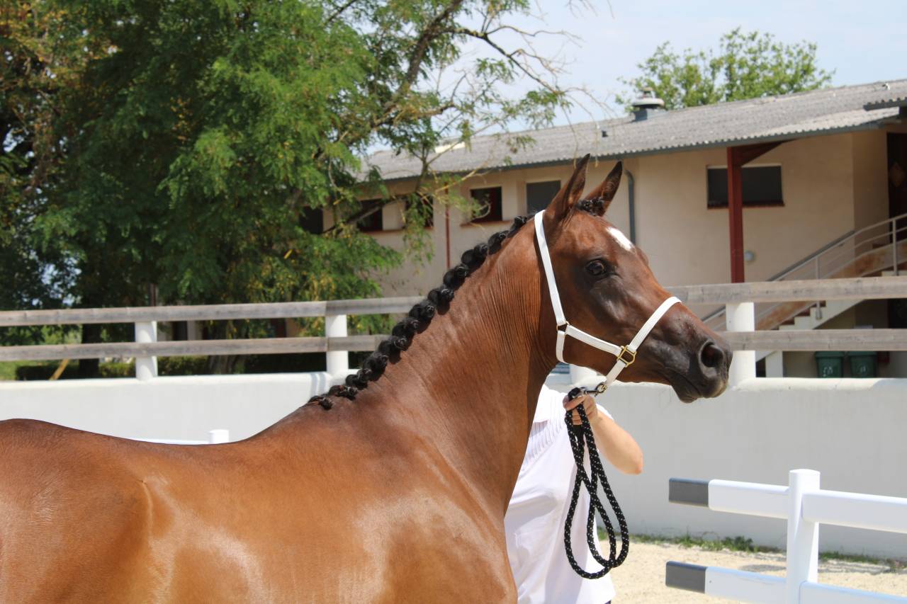 magnifique jument pur sang arabe