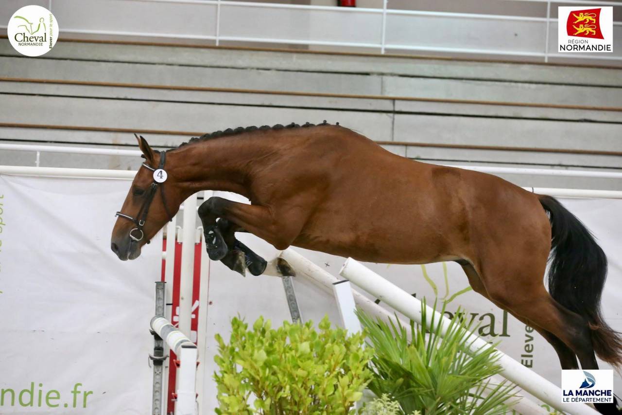 Cheval 