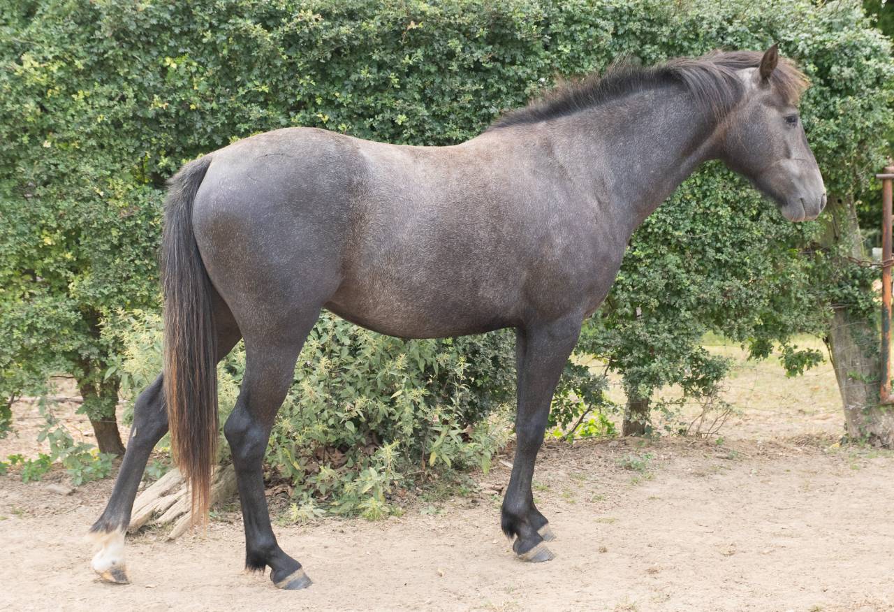 NOUBA DE COTIERES