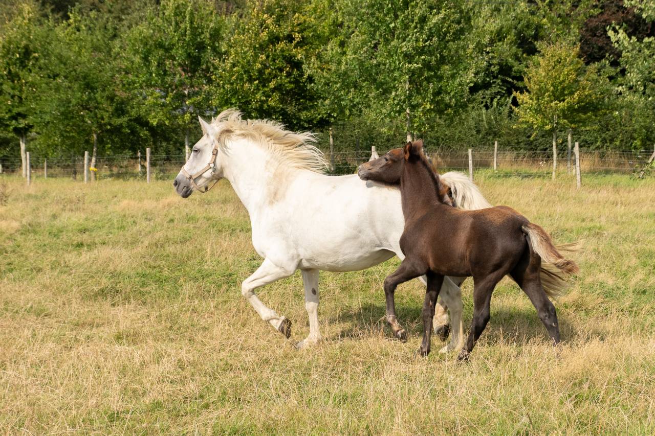 foal connemara à réserver