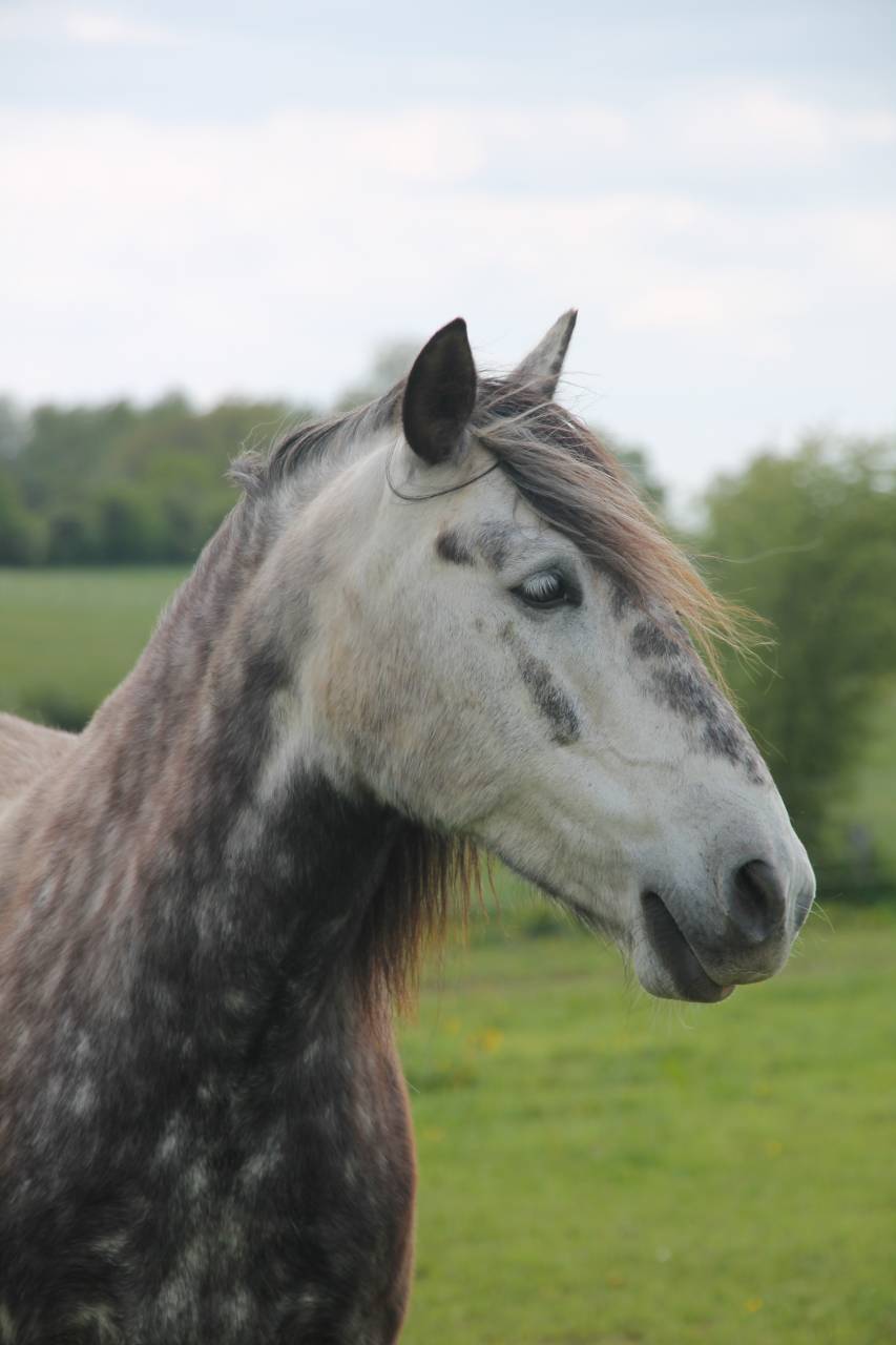 Poney loisirs 9 ans