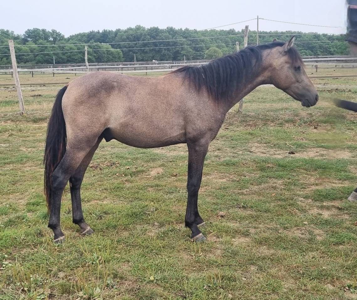 1 an WK par Very Star Kerveyer 