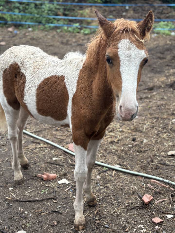 Poulain welsh par bred 