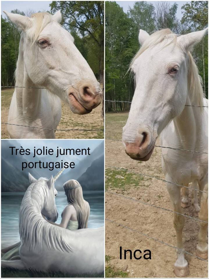 Magnifique jument 12 ans