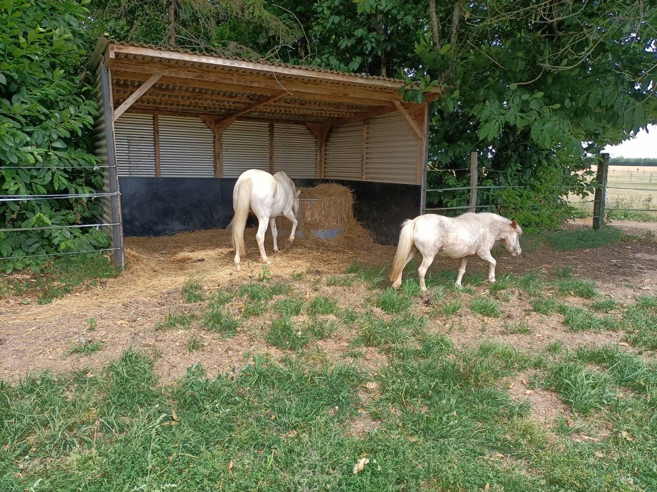 Ecuries des Longères - Pensions de chevaux - Poneys
