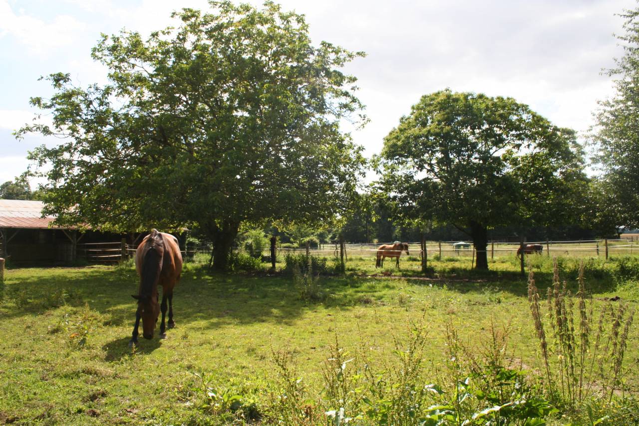 Ecuries des Longères - Pensions de chevaux - Poneys