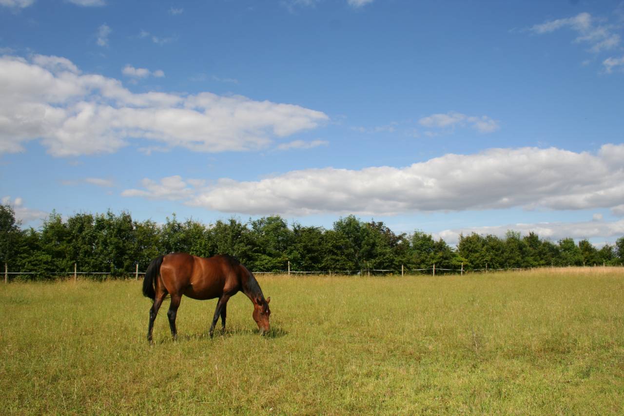 Ecuries des Longères - Pensions de chevaux - Poneys
