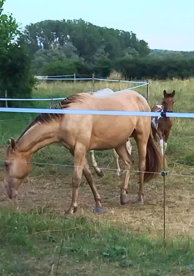 Poney AES Entier Champagne ambre 