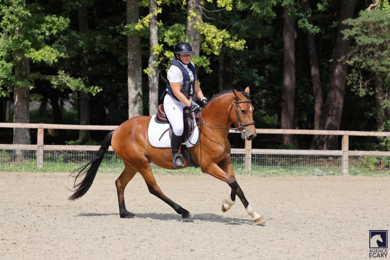Hongre New Forest 3 ans Hors côte 
