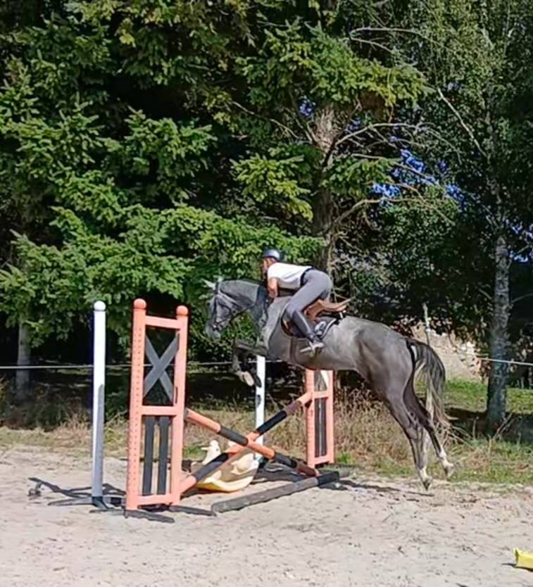Magnifique hongre 3ans selle français 