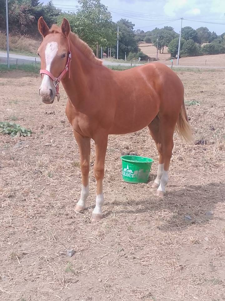 Poulain half quater horse