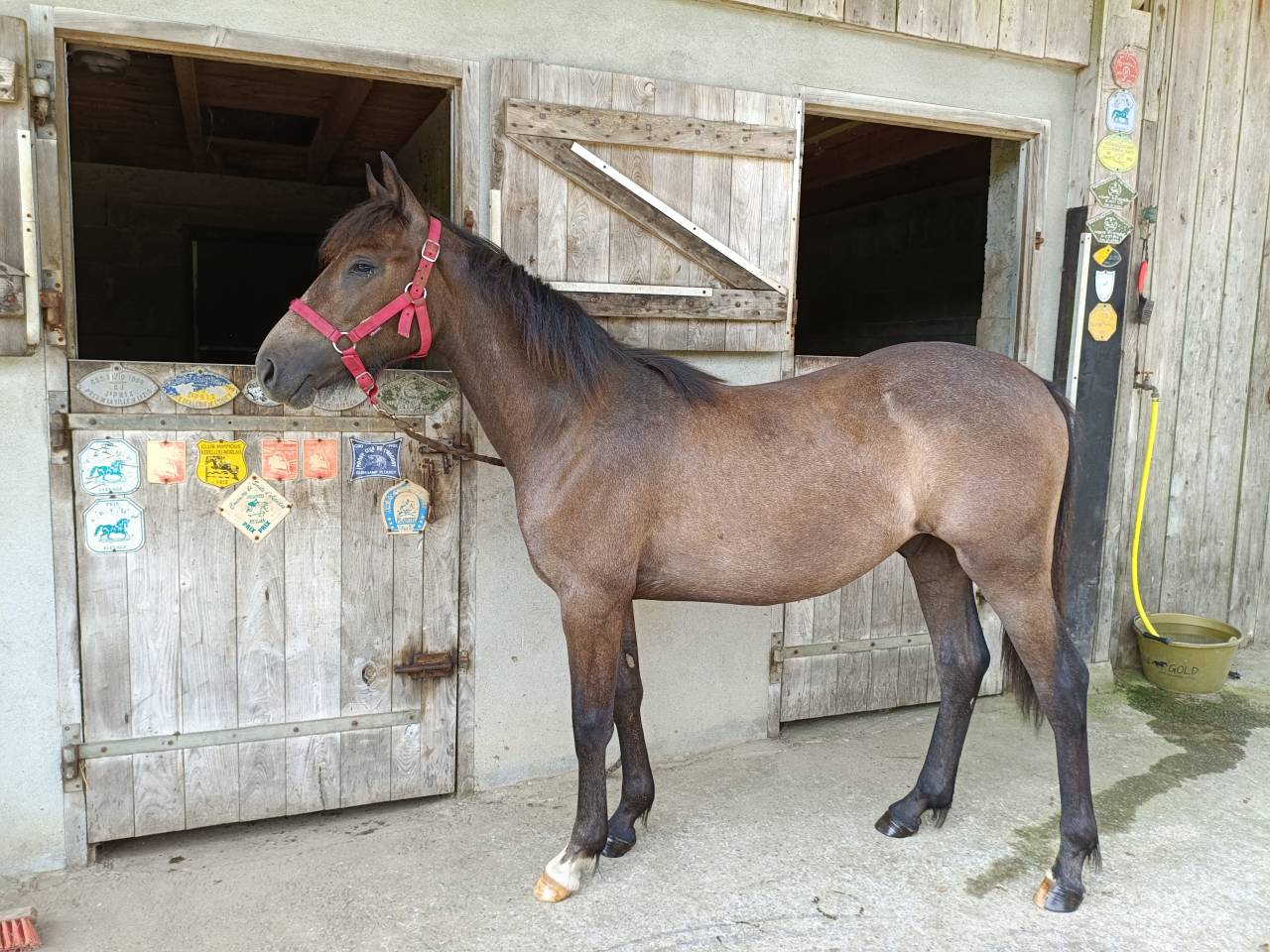 Poney 1 an, PFS, par CHAMPAGNE D'ARCUS 