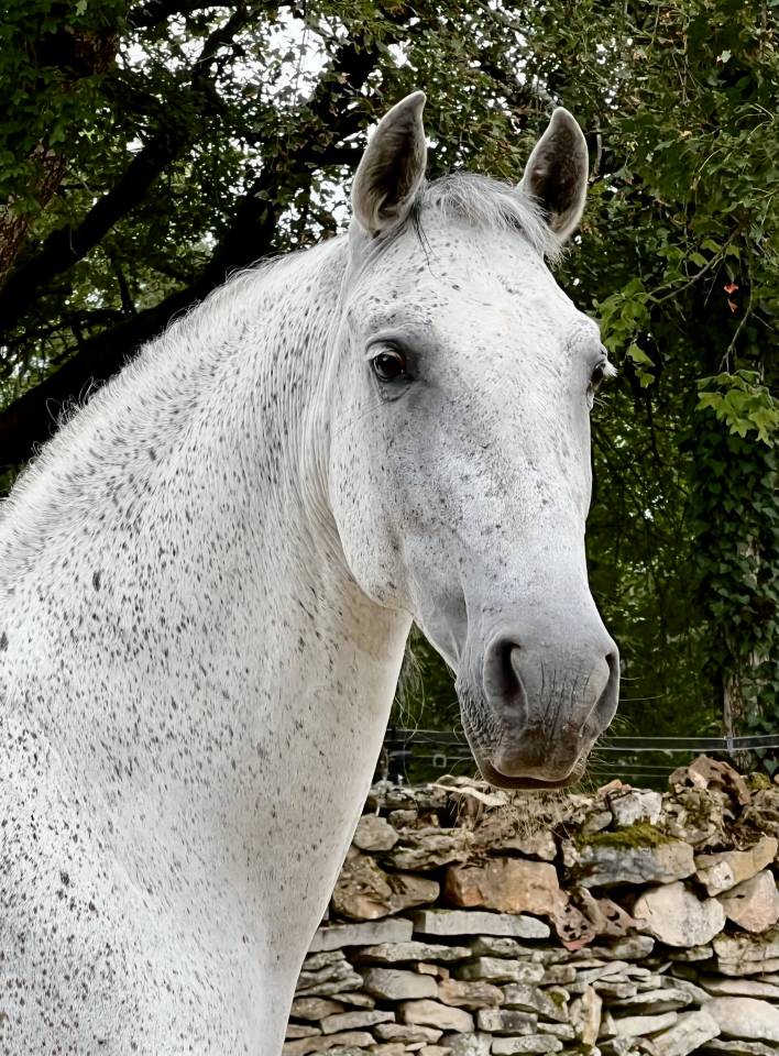 Pure race espagnole PP
