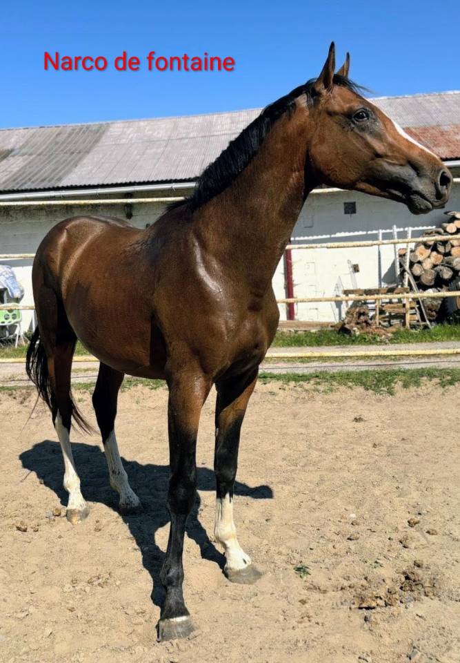 Narco de fontaine 