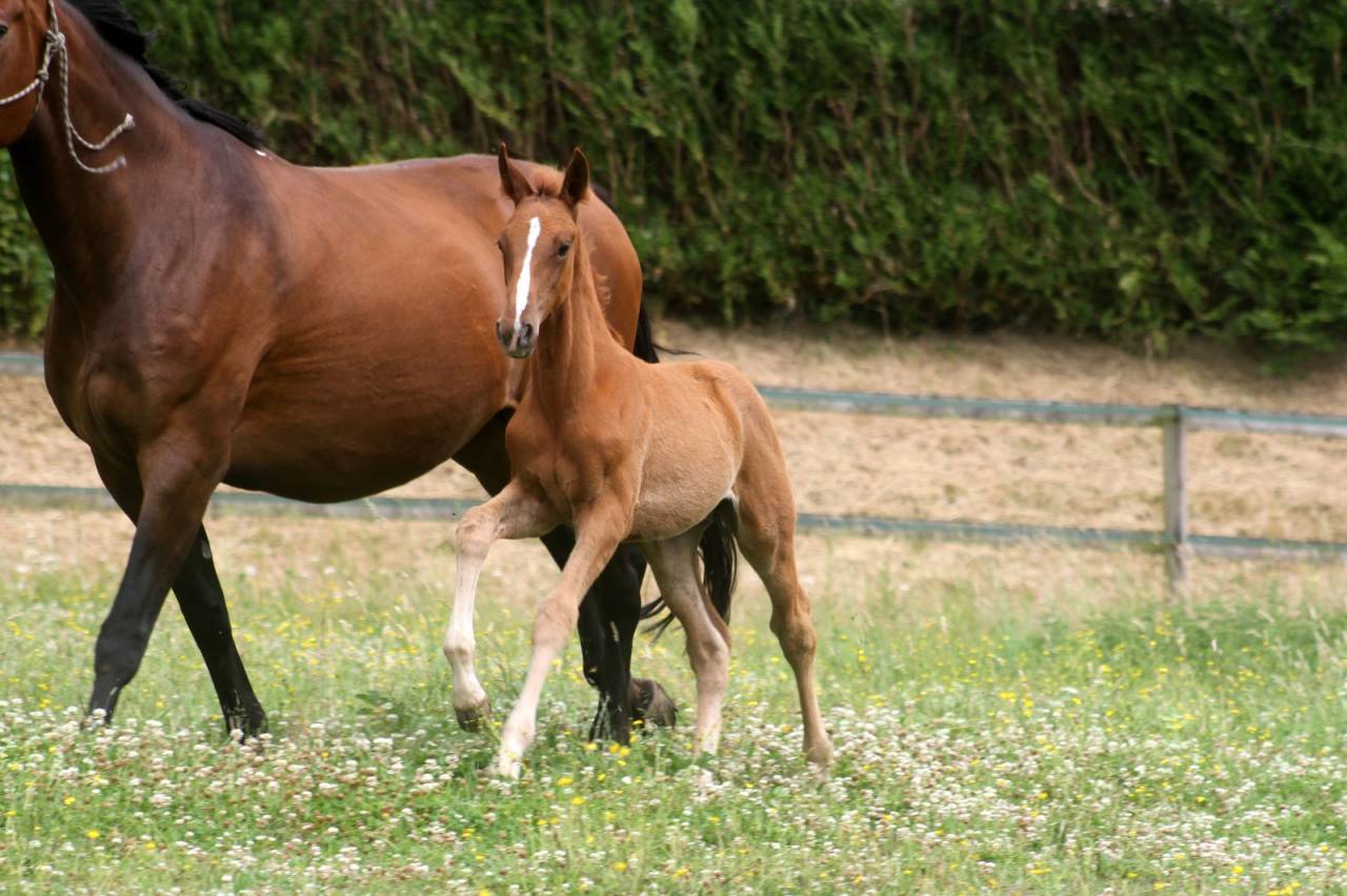 Poulains sport SF par Candy de Nantuel