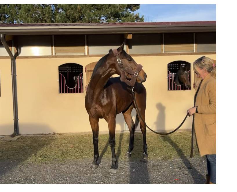 Magnifique cheval 4 ans (pur sang)
