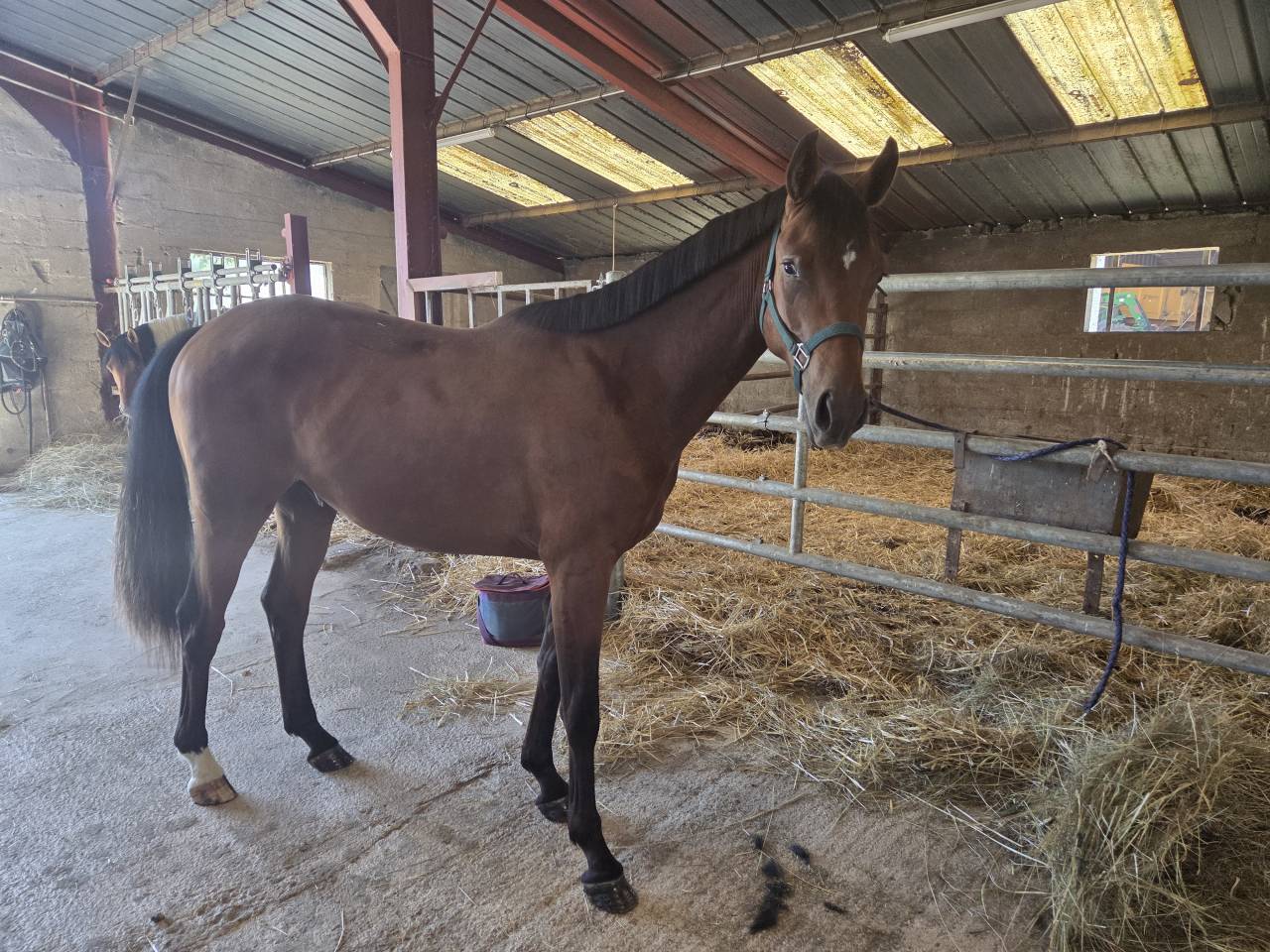 Mâle 2 ans 