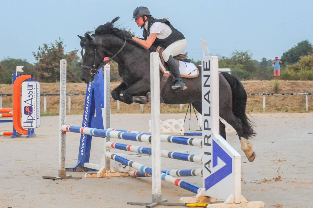 Magnifique Welsh cob noir CSO CCE dressage