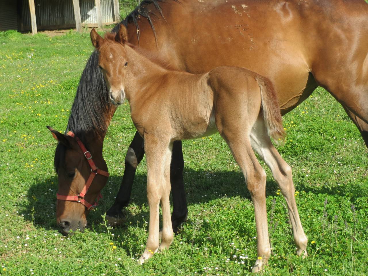 chevaux pur sang arabe