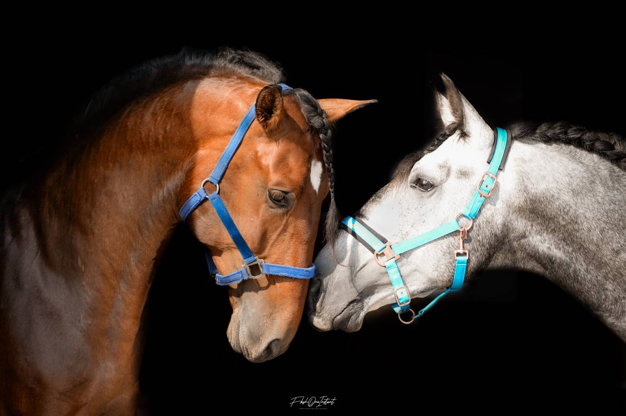 Cheval d'exception PRE